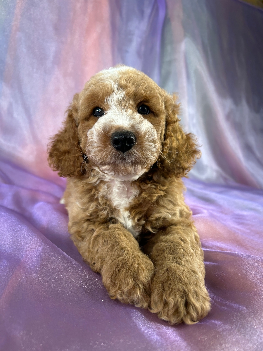 Male Cockapoo Puppy for Sale DOB 7-24-2026 $950